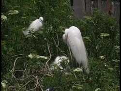 Great Egret Family Stock Footage