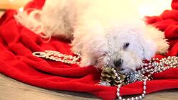 cute white dog plays on Christmas blanket Stock Footage