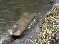 Shipwreck Stock Footage