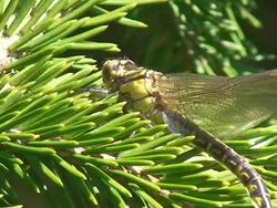 Dragonfly Stock Footage