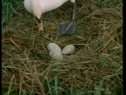 MS Mute Swan, Cygnus olor, sitting on eggs in nest, United Kingdom Stock Footage