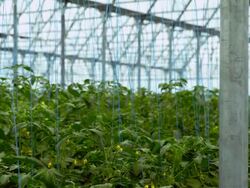 Tomatoes in greenhouse Stock Footage