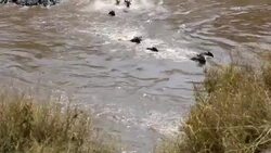 incredible fighting for survival - Great Wildebeest Migration in Kenya Stock Footage