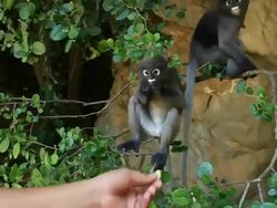 Dusky Leaf Monkey Stock Footage