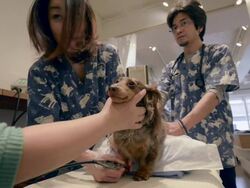 Acupuncture Therapy For Dogs Attracts Dog Owners Stock Footage