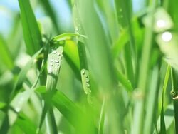 Close up of a healthy spring crop Stock Footage