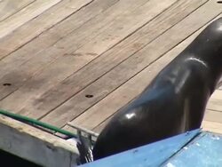 Sea lion Stock Footage