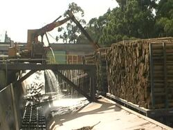 Deforestation Stock Footage