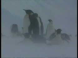 MCU Group of Emperor penguins huddled in blizzard, several sliding on bellies in foreground, Antarctica Stock Footage