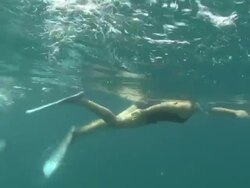 Dolphins Swimming With People News Clip