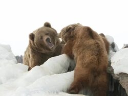  MS SLO MO Two grizzly bears playing and fighting in snow / Livingstone, Montana, United States Stock Footage