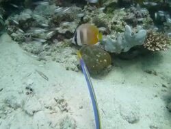 Ribbon moray hunts small fish Stock Footage