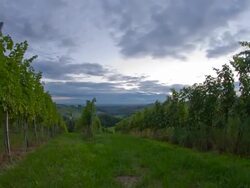 HD Motion Time-Lapse: Vineyard At Sunrise Stock Footage