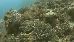 Tropical sea coral reef in Raja Ampat, Indonesia Stock Footage