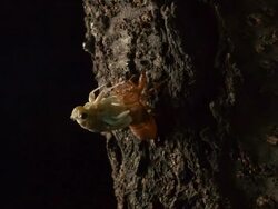 CU T/L Cicadidaee eclosion / Chungcheongnam-do, South Korea Stock Footage