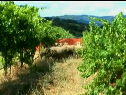 Mutton Mowers Weed Wineries News Clip
