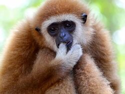 Gibbon. Stock Footage