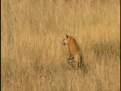 MS Royal Bengal tiger (Panthera tigris tigris) walking through long grass, Bandhavgarh National Park, India Stock Footage