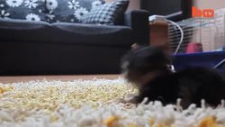 The World's Smallest Dog: Tiny Dog Terrier Instructional Video