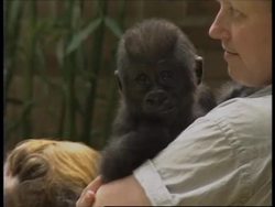 USA: NEW YORK: GORILLA TWINS ONLY SIXTH TO BE BORN IN CAPTIVITY News Clip
