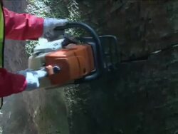 MS ZO Man cutting tree / Kota Marudu, Sabah, Malaysia   Stock Footage