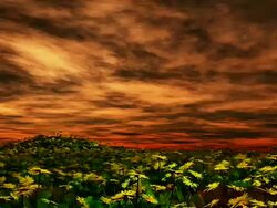 Field of Flower - Orange sky Stock Footage