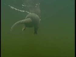 MCU Underwater view, tracking Armadillo swimming away from camera, South America Stock Footage