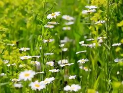MS Shot of flowery meadow with marguerite, Chrysanthemum / Losheim, Saarland, Germany Stock Footage