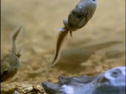 MCU Pan right, Spadefoot Toad (Scaphiopus) tadpoles swimming through water, USA Stock Footage