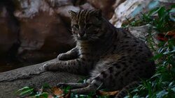 fishing cat (Prionailurus viverrinus ) , Tiger family in Thailand Stock Footage