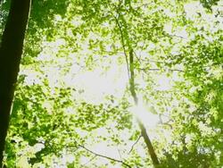 HD Sun shining through tree tops (panning) (4:2:2@100 Mb/s) Stock Footage