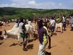 Key Afer weekly market- cows and tribal men in the market Stock Footage