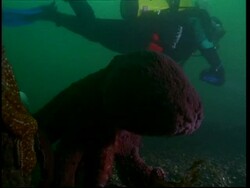 North Pacific Giant Octopus (Enteroctopus dofleini) and diver Stock Footage