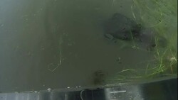 An alligator approaches a metal structure in the middle of a river. Stock Footage