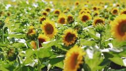 Air-1 Instructional Video