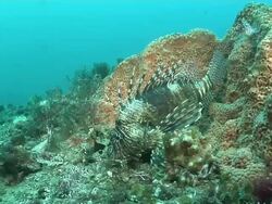 MS POV Devil fire fish lying on rock covered with coral and sponges / Matola, Maputo, Mozambique Stock Footage