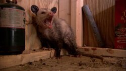 A frightened opossum hisses near a fuel canister in a shed. Stock Footage