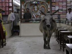 WS Cow standing in sari shop / Varanasi, India Stock Footage