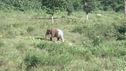 CLEAN : Southeast Asian MPs join wildlife rangers in the field News Clip