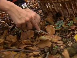 Picking mushroom Stock Footage