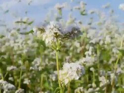 HD: Buckwheat Swaying in the Wind Stock Footage