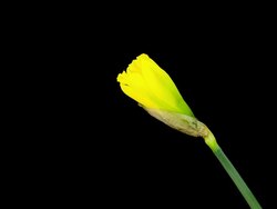 Yellow Narcissus; TIME LAPSE Stock Footage