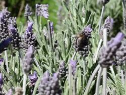 Lavender and honey bee Stock Footage