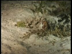 MS Coconut Octopus hunting, moving in and out of bottle neck, Mabul, Borneo Stock Footage