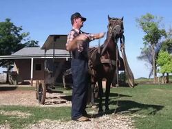 MS Man taking care of horse / Manitoba Community, Close to Santa Cruz de la Sierra, Bolivia Stock Footage
