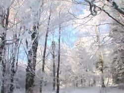 HD STEADYCAM: Walking in the winter forest. Stock Footage