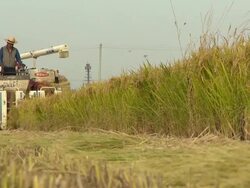 A man harvest crops using by threshing machine Stock Footage