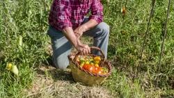 Senior man picking tomatoes in his allotment Stock Footage