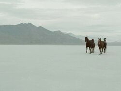 Horses running with cowboys riding across salt flats. Stock Footage