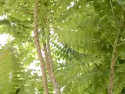 crane shot of tree.Full HD video Stock Footage